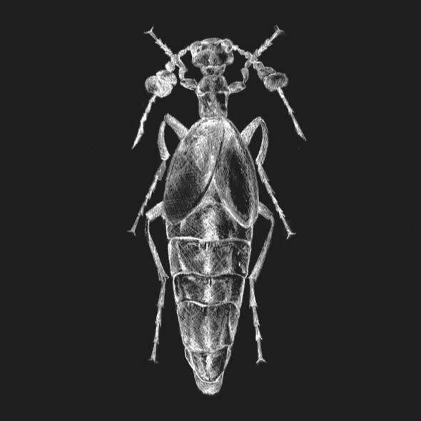 bug 02