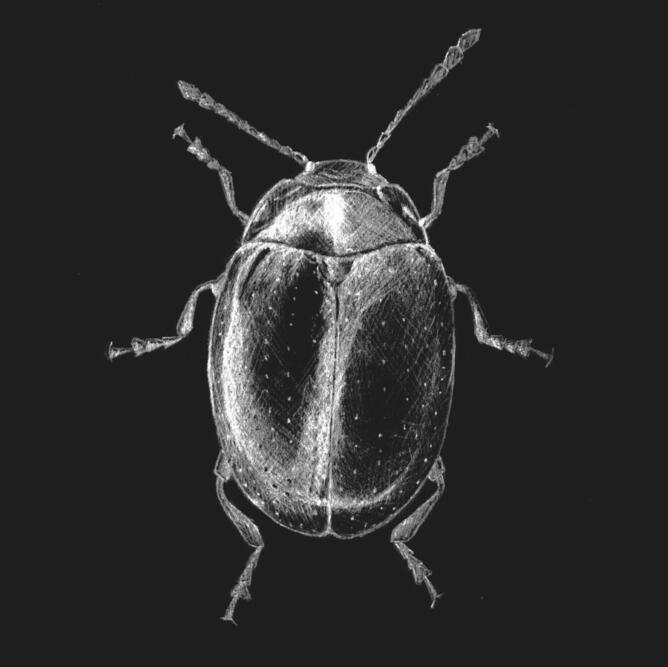 bug 01